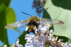 Bredkantet humlesvermer (Hemaris fuciformis)