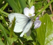 Rapssommerfugl (Pieris napi)