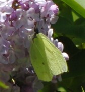 Sitronsommerfugl (Gonepteryx rhamni)