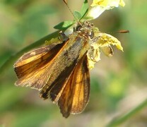 Engsmyger (Ochlodes sylvanus)