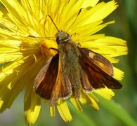 Engsmyger (Ochlodes sylvanus)