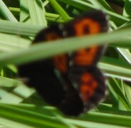 Fløyelsringvinge (Erebia ligea)