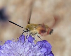 Bredkantet humlesvermer (Hemaris fuciformis)