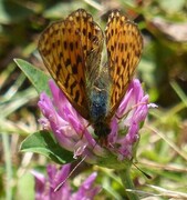 Rødflekket perlemorvinge (Boloria euphrosyne)