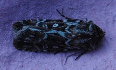 Røsslyngfly (Lycophotia porphyrea)