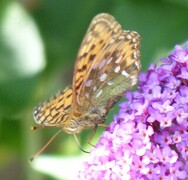 Aglajaperlemorvinge (Argynnis aglaja)