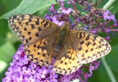 Aglajaperlemorvinge (Argynnis aglaja)