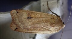 Hagebåndfly (Noctua pronuba)