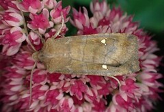 Bølgefly (Eupsilia transversa)