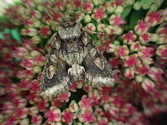 Irrfly (Allophyes oxyacanthae)