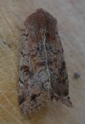 Variabelt seljefly (Orthosia incerta)