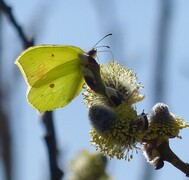 Sitronsommerfugl (Gonepteryx rhamni)