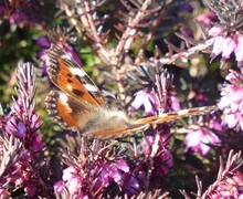 Neslesommerfugl (Aglais urticae)