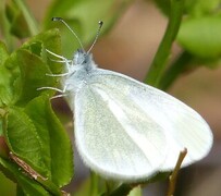 Skoghvitvinge (Leptidea sinapis)