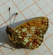 Brunflekket perlemorvinge (Boloria selene)