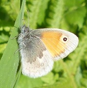 Engringvinge (Coenonympha pamphilus)