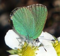 Grønnstjertvinge (Callophrys rubi)