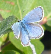 Idasblåvinge (Plebejus idas)