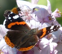 Admiral (Vanessa atalanta)