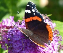 Admiral (Vanessa atalanta)