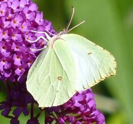 Sitronsommerfugl (Gonepteryx rhamni)