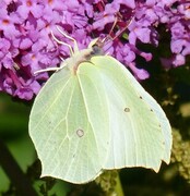 Sitronsommerfugl (Gonepteryx rhamni)