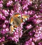 Neslesommerfugl (Aglais urticae)