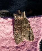 Grått kappefly (Lithophane consocia)