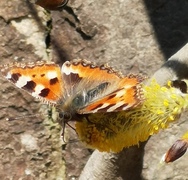 Neslesommerfugl (Aglais urticae)