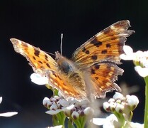 Hvit c (Polygonia c-album)