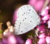 Vårblåvinge (Celastrina argiolus)