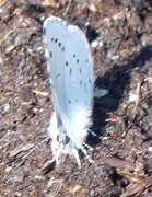 Vårblåvinge (Celastrina argiolus)