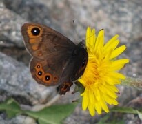 Bergringvinge (Lasiommata petropolitana)