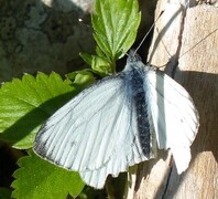 Rapssommerfugl (Pieris napi)