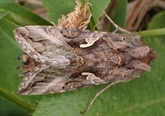 Gammafly (Autographa gamma)