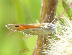 Engringvinge (Coenonympha pamphilus)