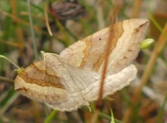 Meldemåler (Pelurga comitata)