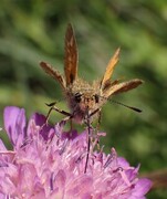 Engsmyger (Ochlodes sylvanus)