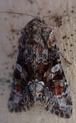 Broket lundfly (Lacanobia contigua)