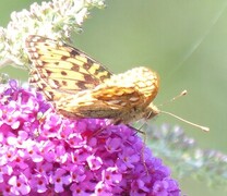 Aglajaperlemorvinge (Argynnis aglaja)