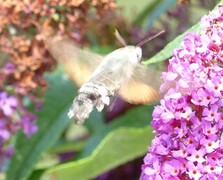 Dagsvermer (Macroglossum stellatarum)