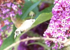 Dagsvermer (Macroglossum stellatarum)