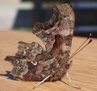 Hvit c (Polygonia c-album)