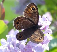 Bergringvinge (Lasiommata petropolitana)