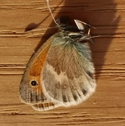 Engringvinge (Coenonympha pamphilus)