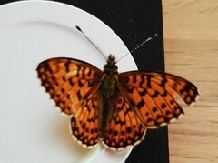 Brunflekket perlemorvinge (Boloria selene)