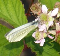 Liten kålsommerfugl (Pieris rapae)