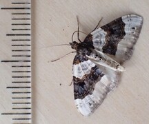 Øyemåler (Cosmorhoe ocellata)