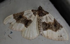 Øyemåler (Cosmorhoe ocellata)