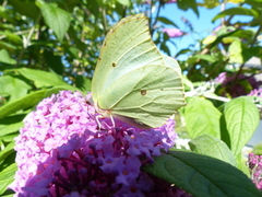 Sitronsommerfugl (Gonepteryx rhamni)